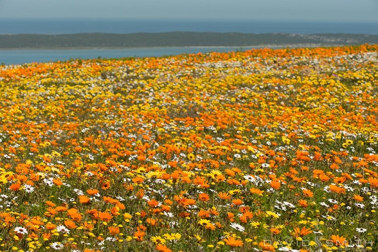 Blütenteppich im West Coast Nationalpark