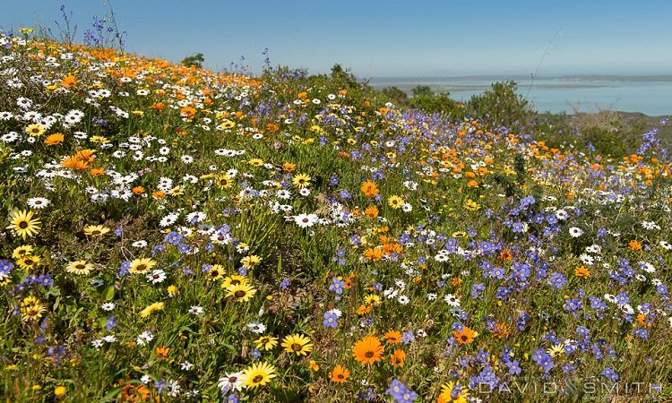Frühlingsblüten West Coast Nationalpark