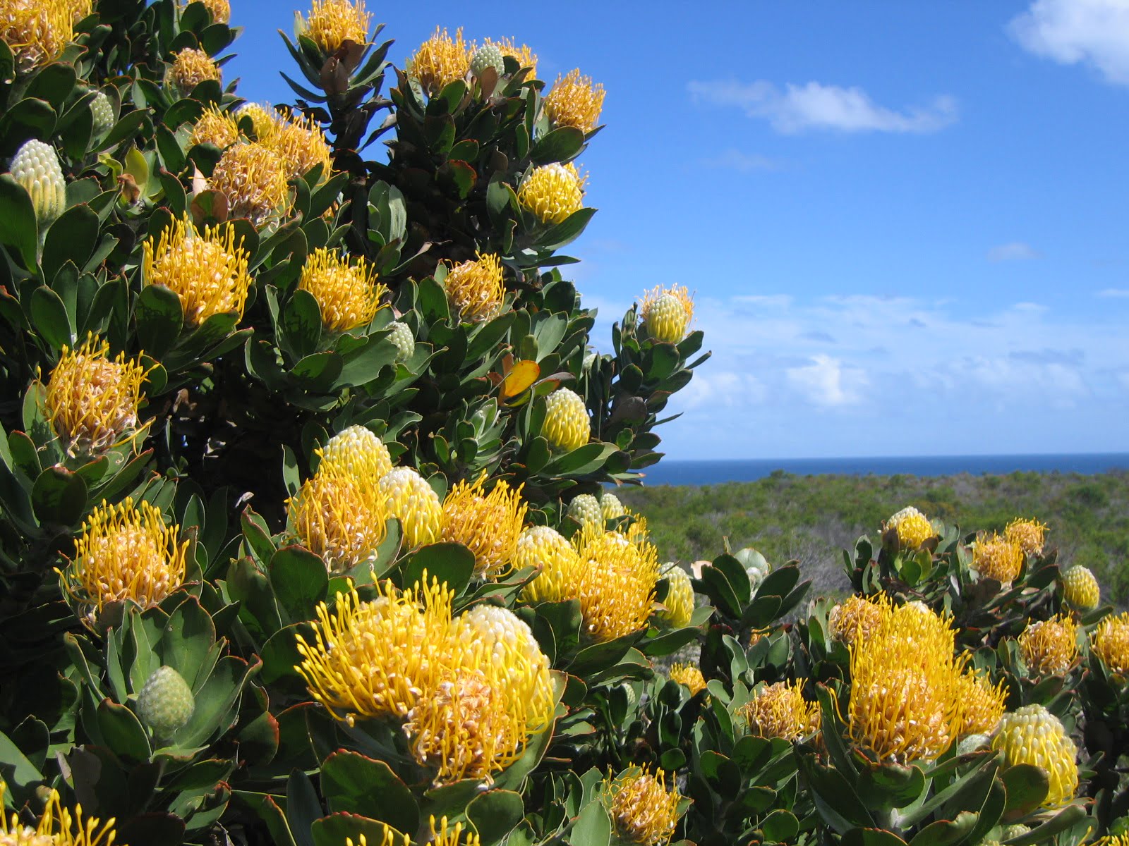 Fynbos im West Coast Nationalpark in Südafrika