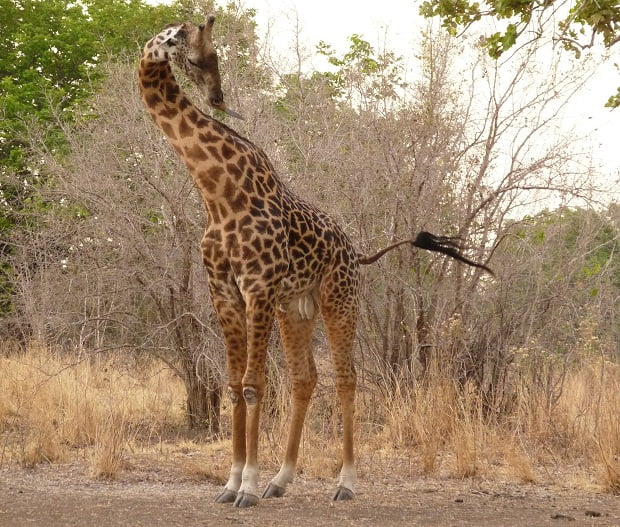 Giraffe auf einer Pirschwanderung in Sambia