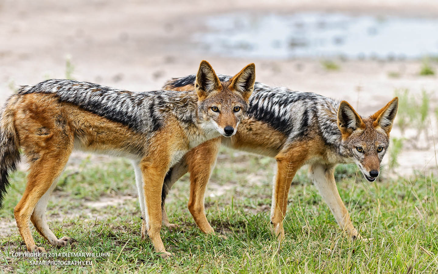 Safariphotography D Willuhn Jackale in Botswana