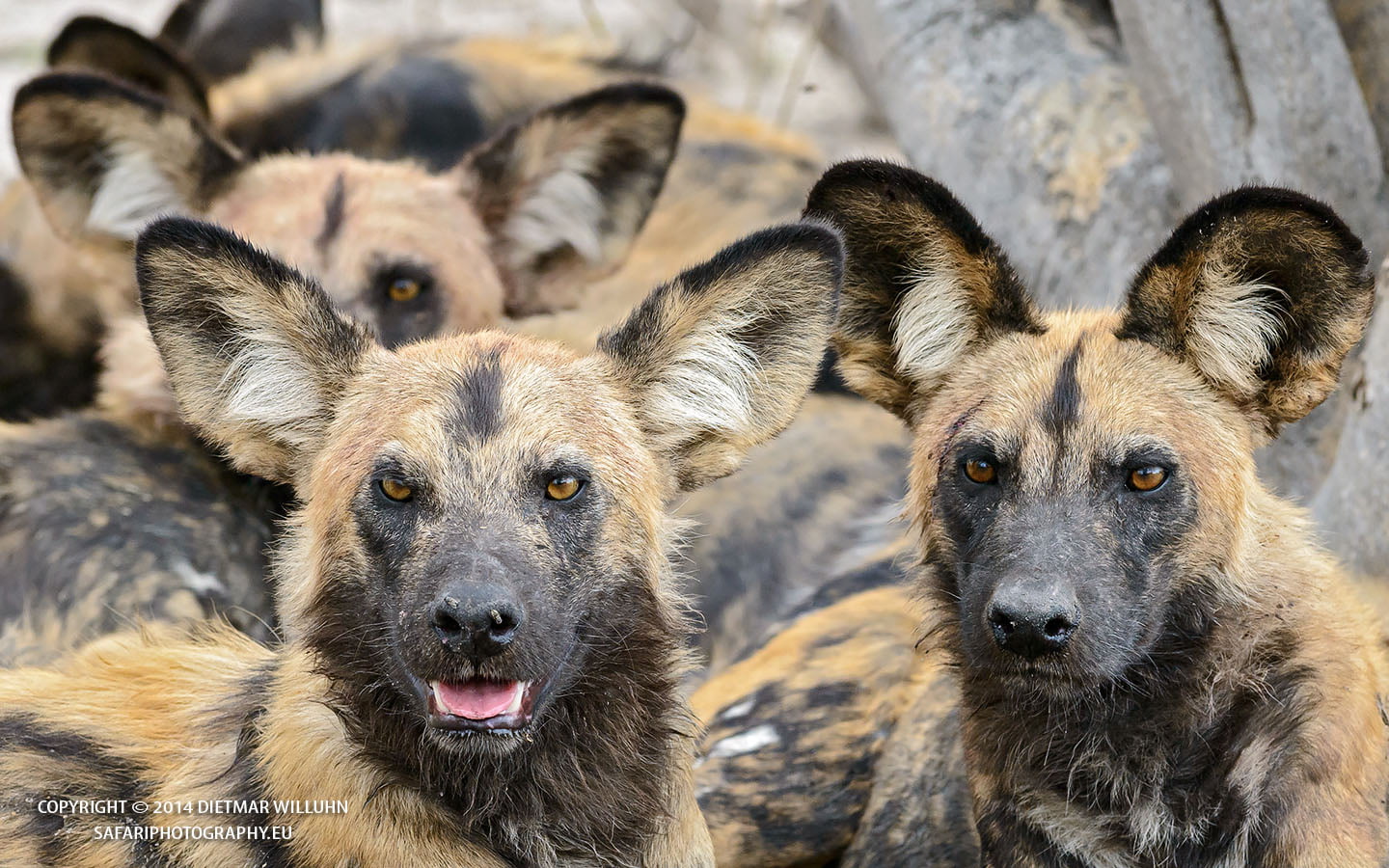 Safariphotography D Willuhn Wildhunde