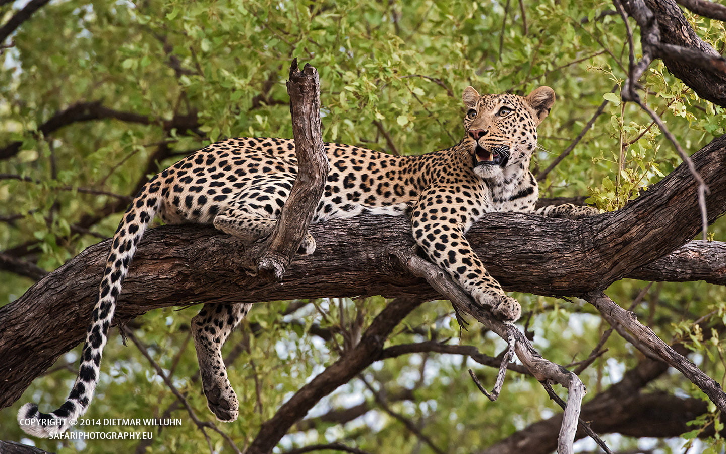 Safariphotography D. Willuhn Baumleopard