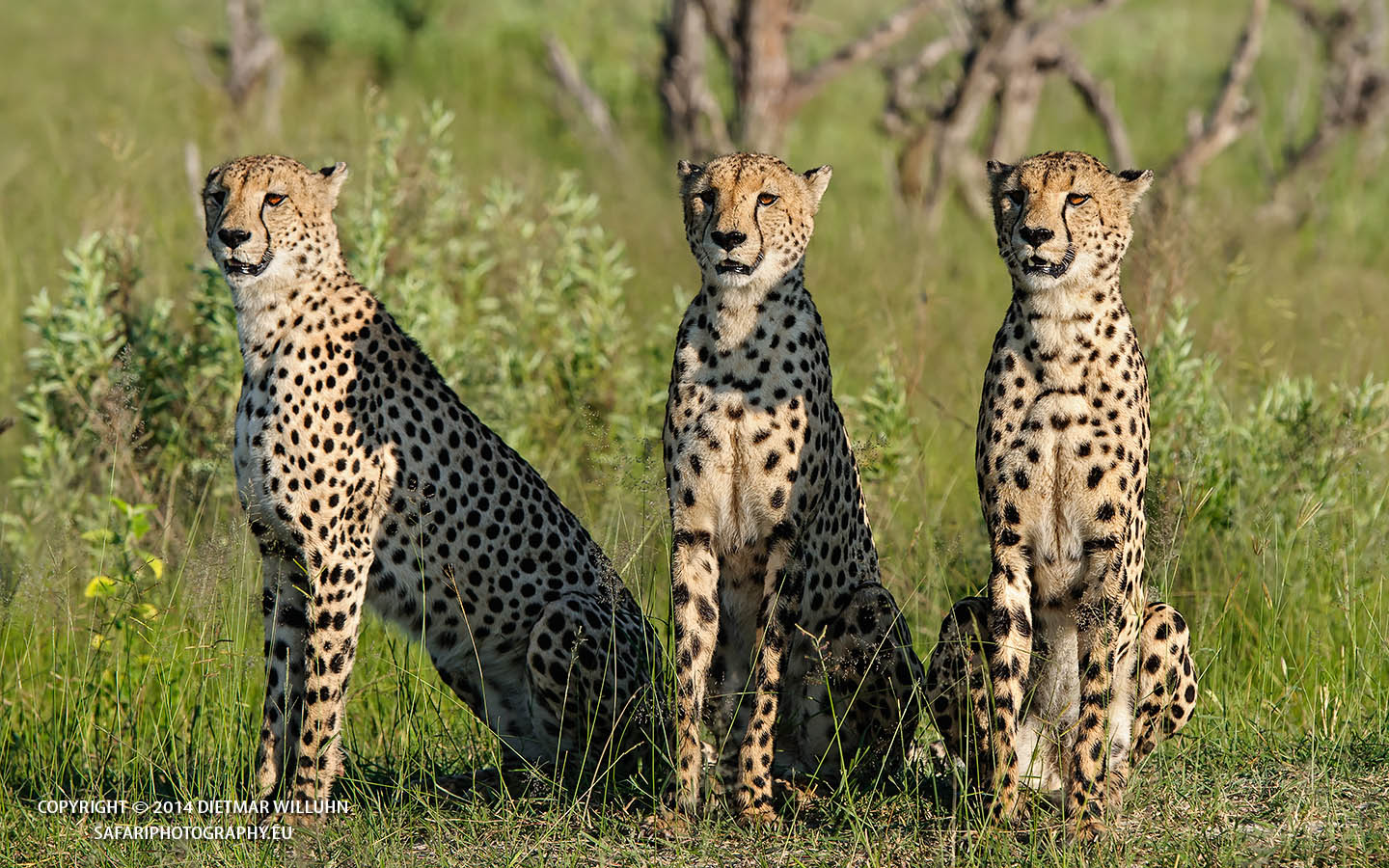 Safariphotography D. Willuhn Geparden in Botswana