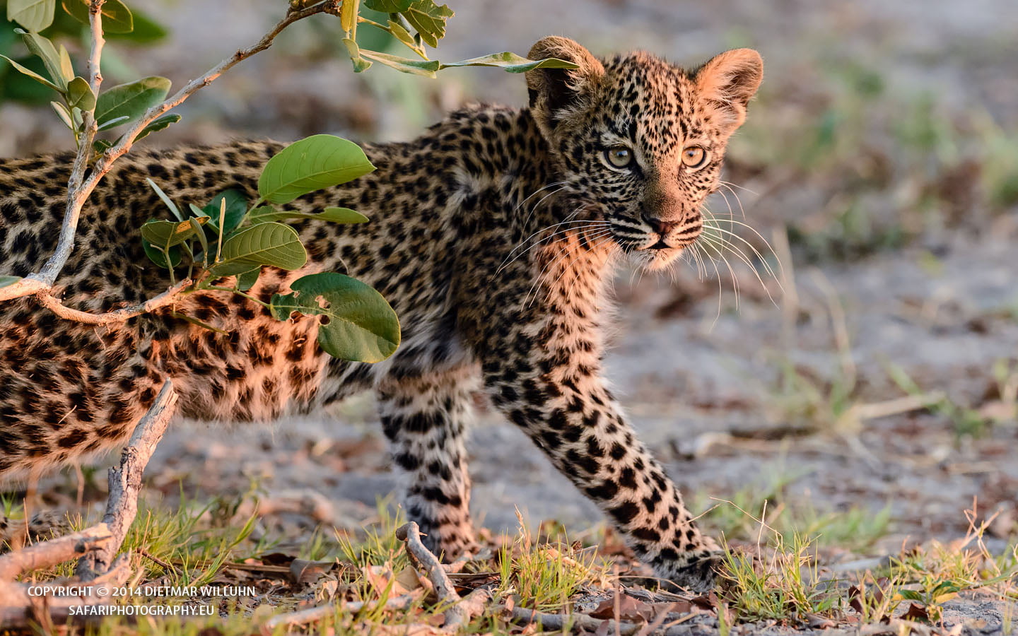 Safariphotography D. Willuhn Leopard auf der Pirsch Botswana
