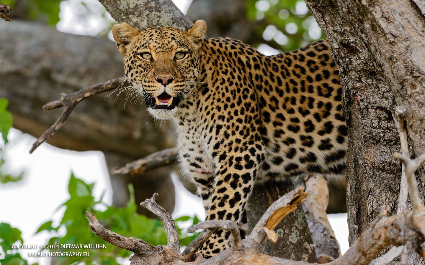 Safariphotography D. Willuhn Leopard