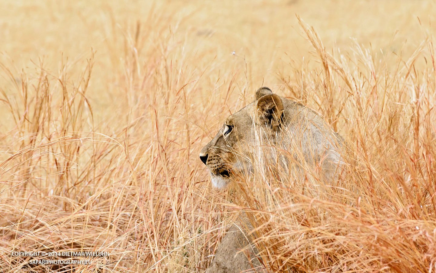 Safariphotography D. Willuhn Löwe im goldenen Gras