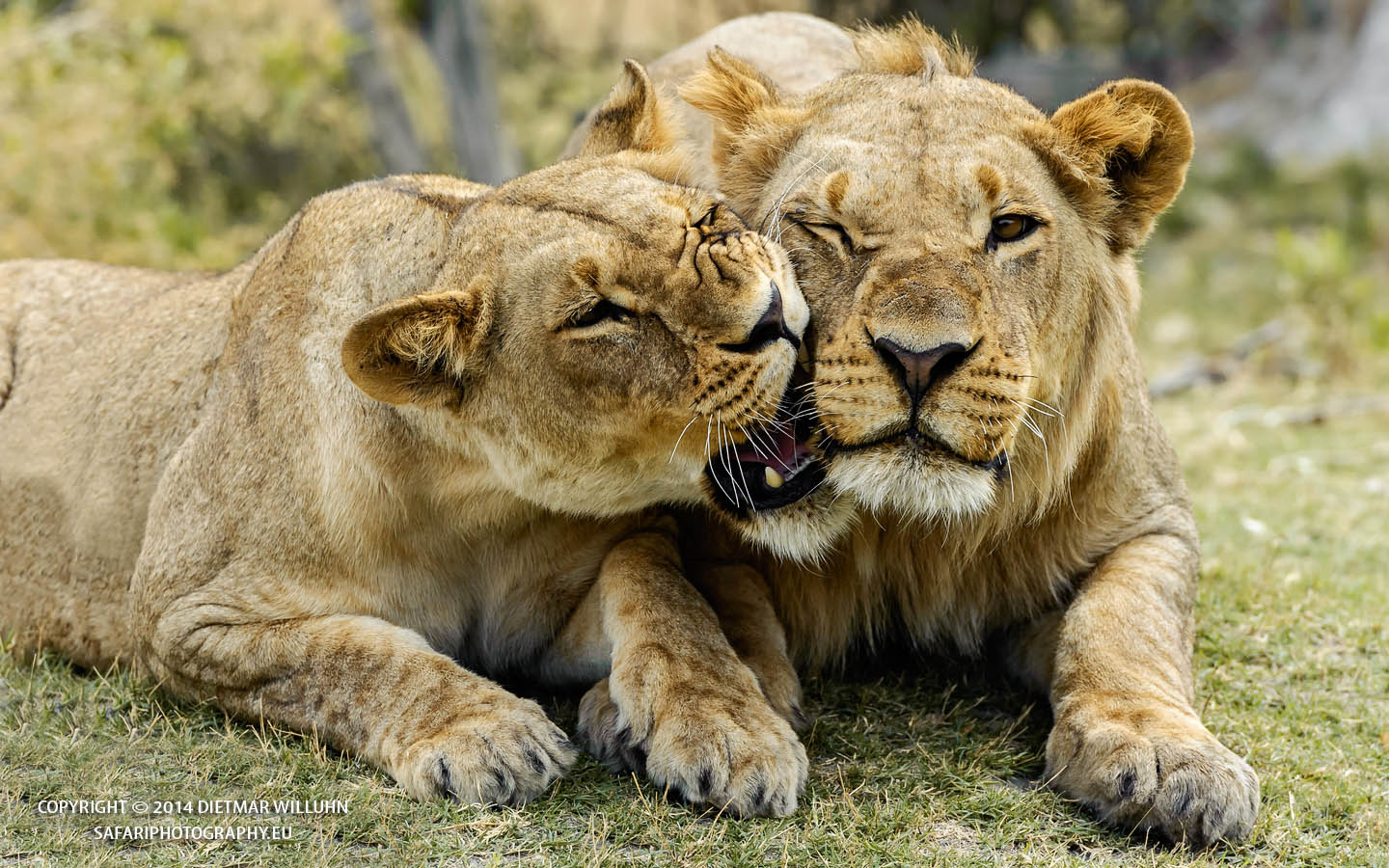 Safariphotography D. Willuhn Löwen Botswana