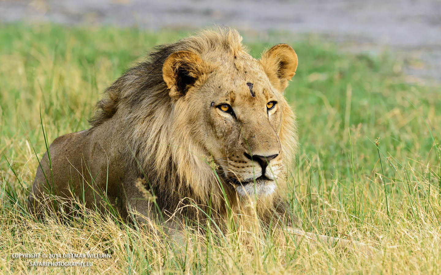 Safariphotography D. Willuhn Male Lion