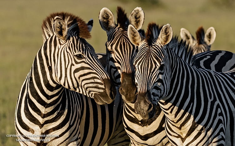 Safariphotography D. Willuhn Zebras