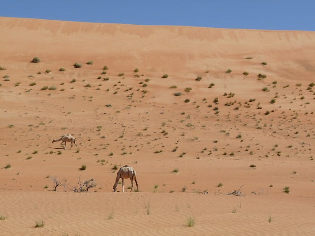 Dünen und Kamele in den Wahiba Sands