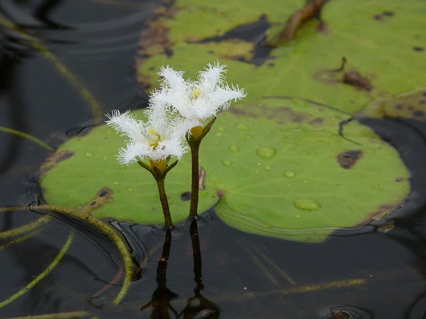 Miniseerose