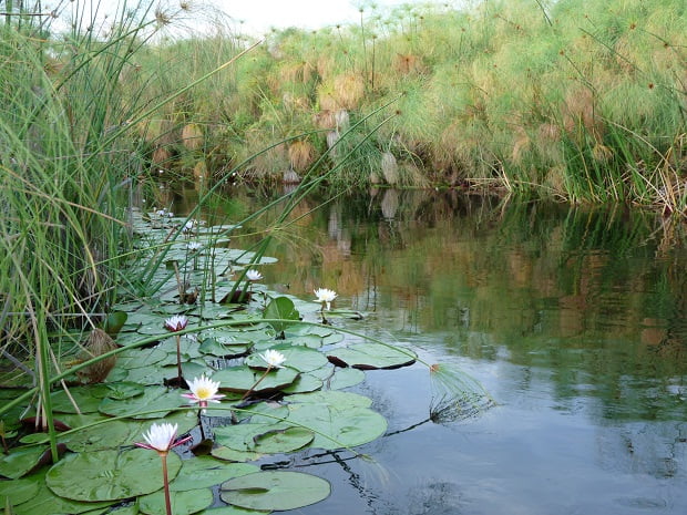 Ried, Papyrus und Seerosen im Okavangodelta