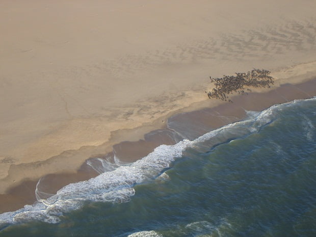 Robbenkolonie an der Küste von Namibia