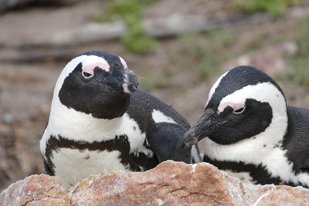 Pinguin Ehepaar Betty's Bay