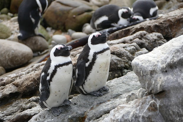 Pinguin Freunde Stony's Point
