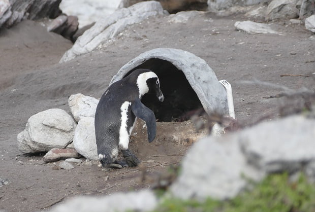 Pinguin Nest bei Betty's Bay