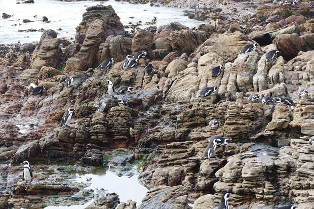 Pinguin Kolonie Stony Point