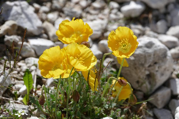 Blumen im Geröll der Dolomiten am Langkofel