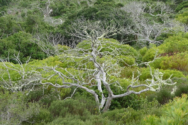 Grootbos Milkwood