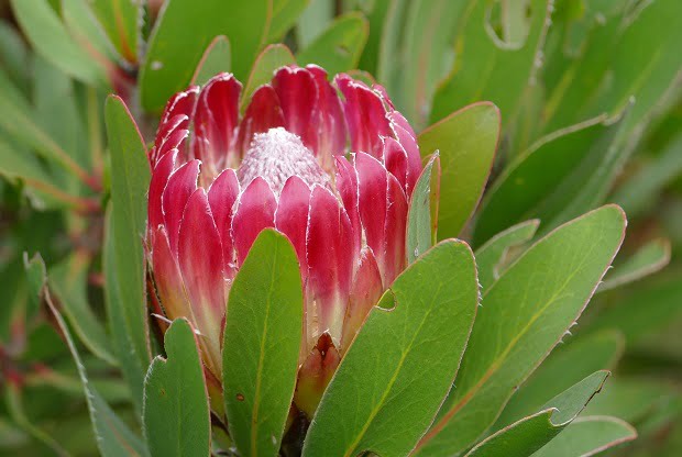 Grootbos Protee
