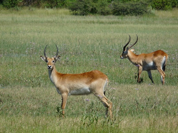 Red Lechwe in Botswana