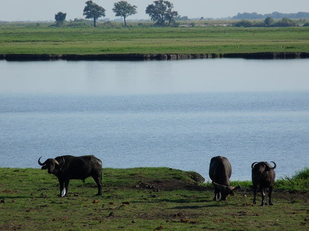 Büffel beim Grasen im Chobe