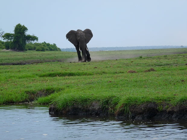 Elefant auf einer Insel im Chobe River