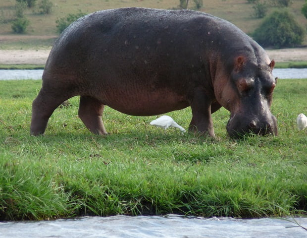 Nilpferd im Chobe