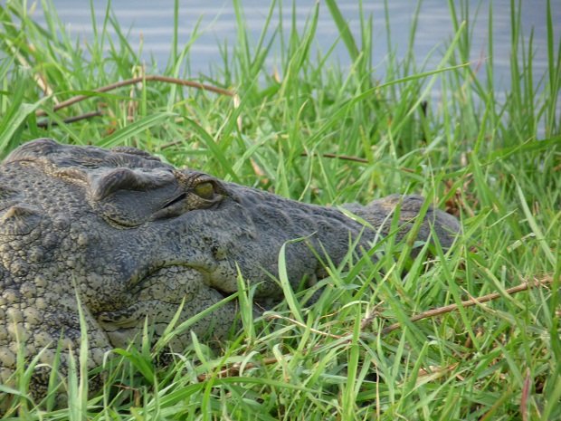 Großes Krokodil auf einer Insel im Chobe River