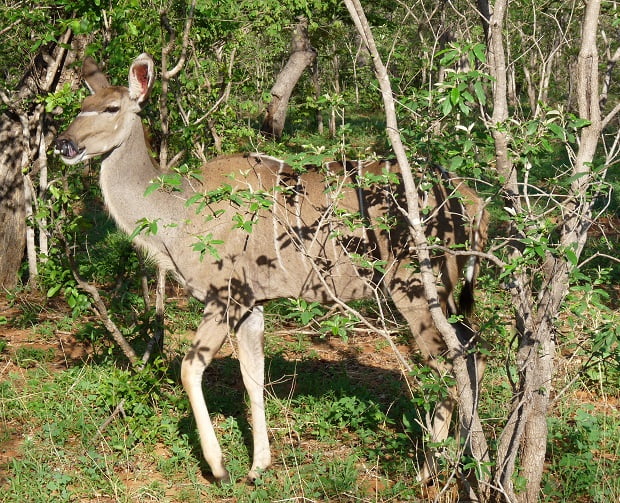 Kudu im Schutz von Büschen