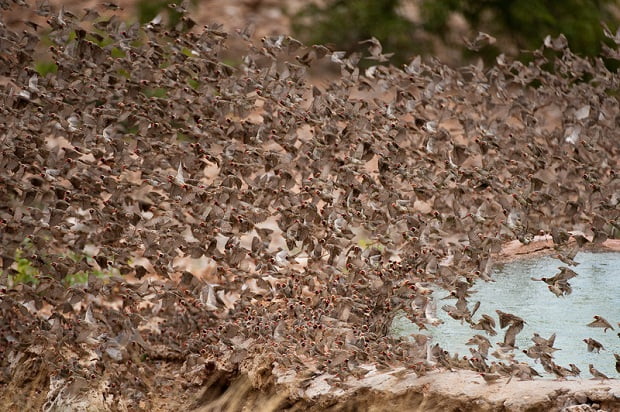 Vögel im Etosha Nationalpark