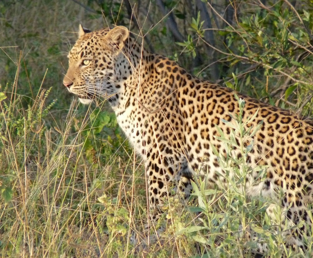 Gepard in Botswana