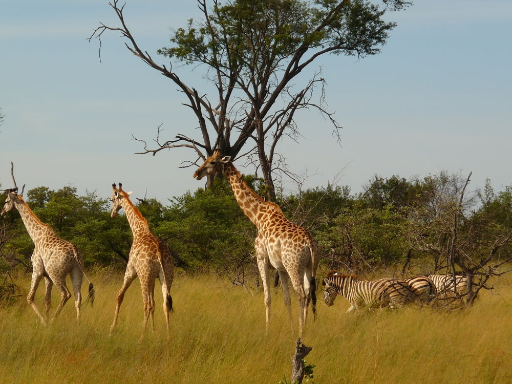 Giraffen und Zebras in Botswana