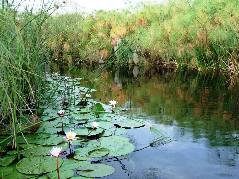 Im Okavango Delta