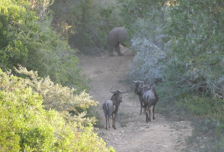 Elefanten gegen Nashörner Gnus