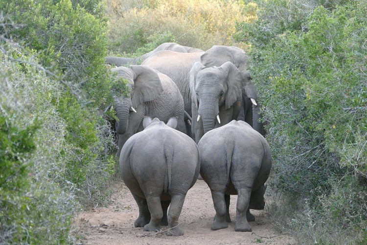 Elefanten und Nashörner im Kariega Game Reserve Südafrika