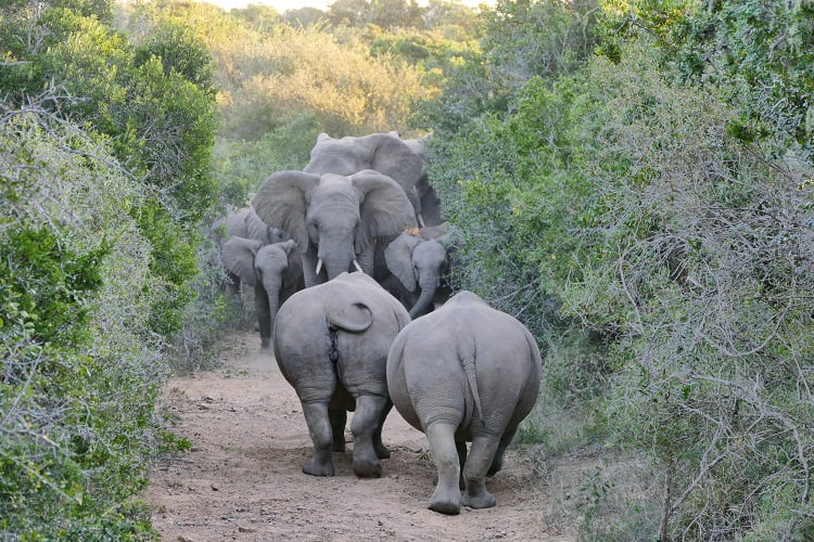 Big Five - Nashörner und Elefanten