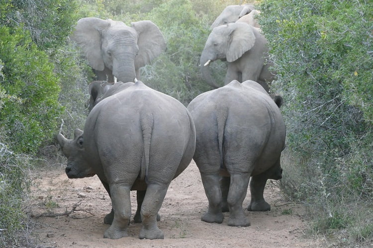 Nashörner nähern sich den Elefanten langsam