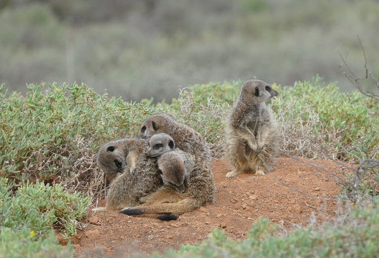 Erdmännchen Clan in der Kleinen Karoo