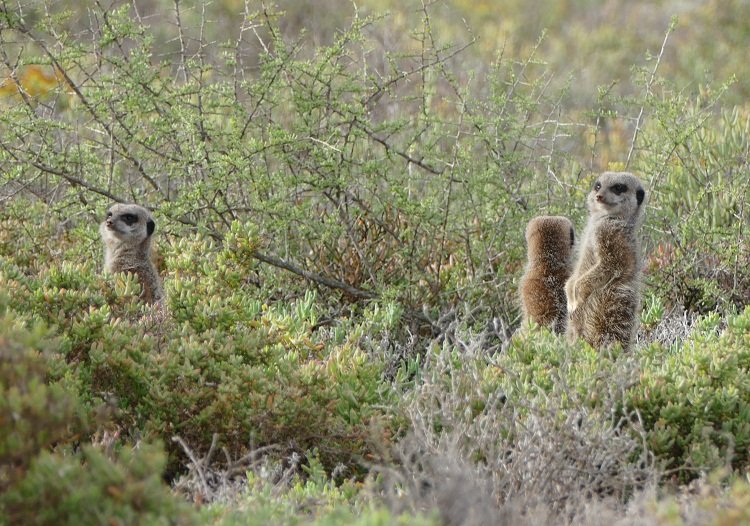 Erdmännchen sonnen sich in der Kleinen Karoo