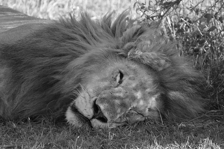 Löwe in der Masai Mara