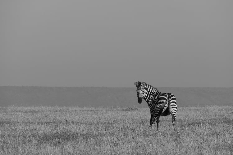 Zebra in der Masai Mara