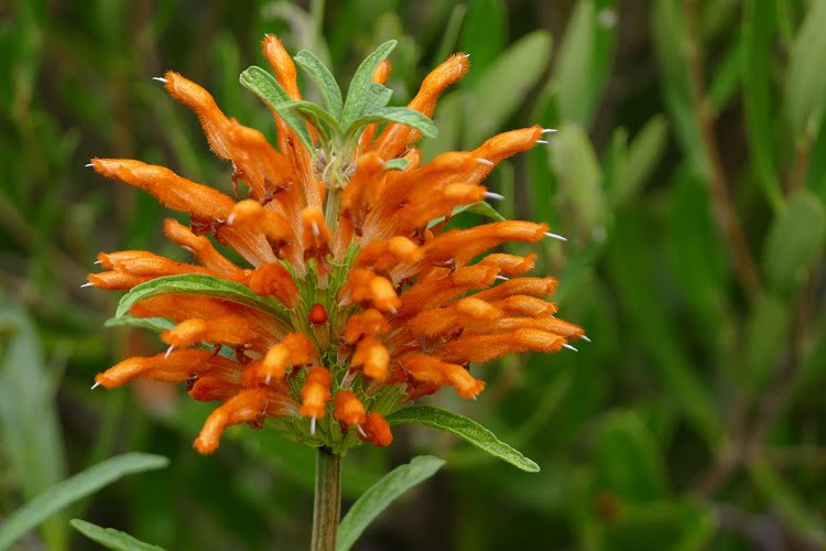 Blüte in Grootbos