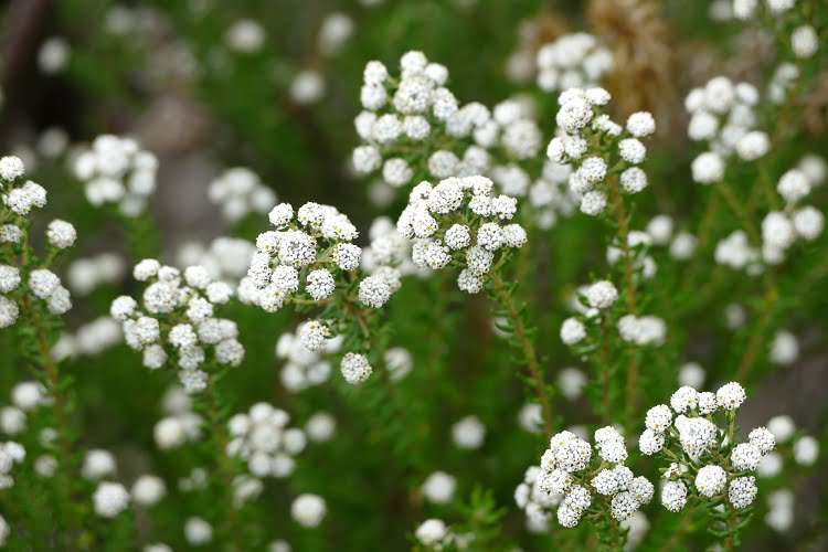 Heide - Teil des Fynbos