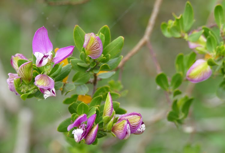Fynbos - Ginster in Grootbos