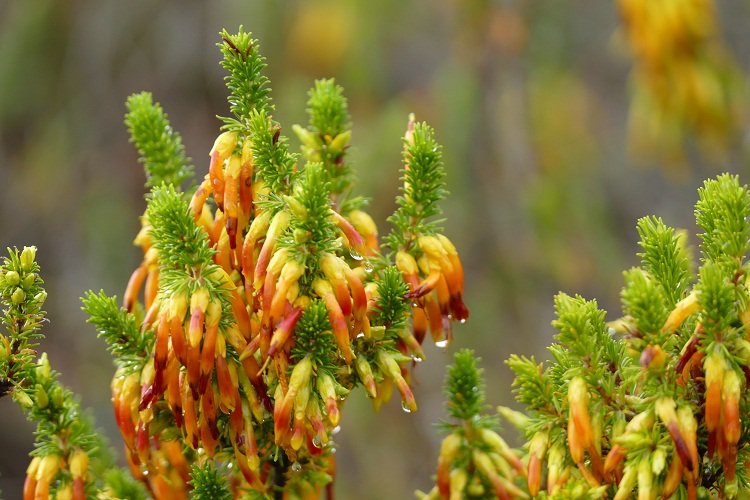 Heidegewächs Grootbos