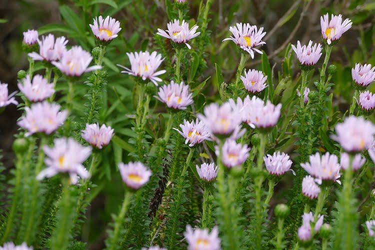 Lila Fybos in Grootbos
