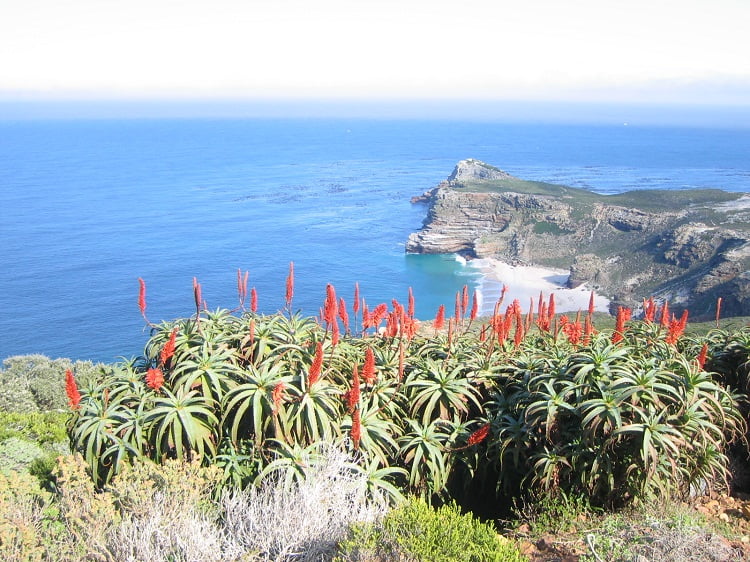 Blüten am Cape of Good Hope