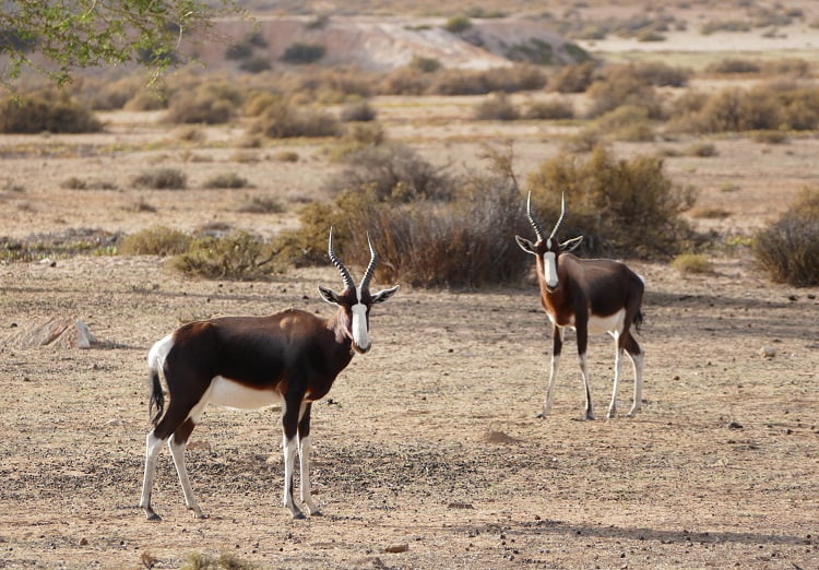 Bontebok Safari Bushmans Kloof